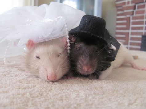 Newlyweds2 | by Ringo's Rats Rat Matching Icons, Rat Pfps Matching, Rats Together, Rat Couple, Rats In Love, Pfps Matching, Baby Rats, Funny Rats, Fancy Rat