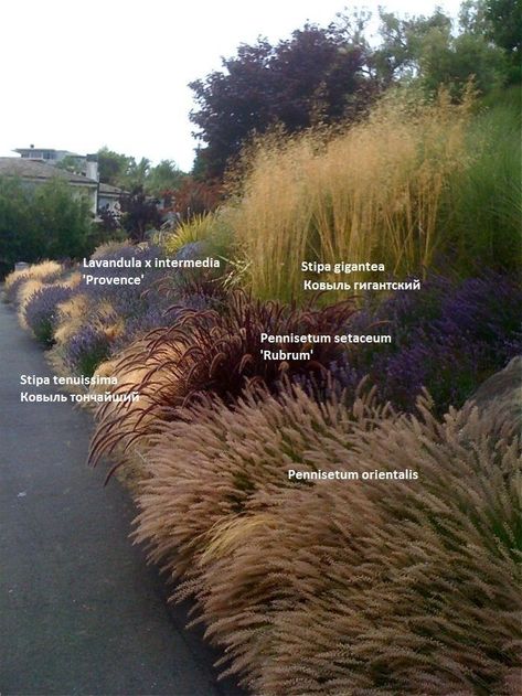 Grasses Along Driveway, Cheap Garden Landscape Ideas, Native Landscape Design North Carolina, Stipa Grass Landscape, Provence Landscape Design, Using Trees As A Privacy Fence, Rain Garden Design Landscaping, West Coast Landscaping, Landscape Ideas Large Yard