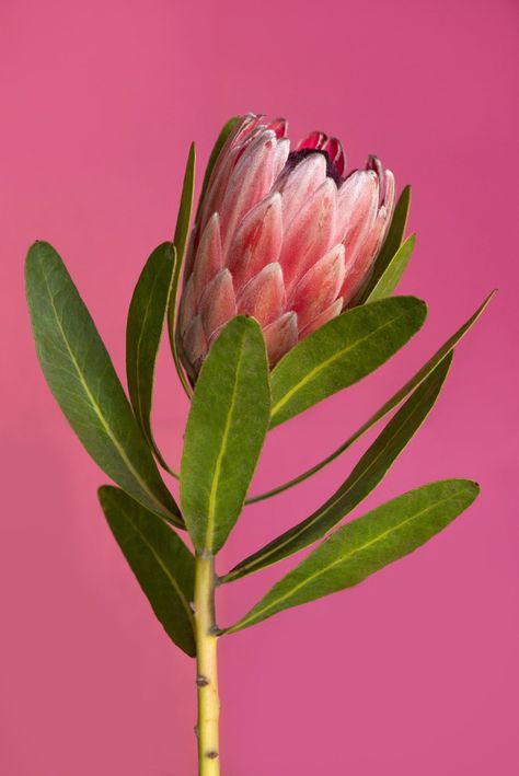 Flower Reference, Protea Art, Protea Flower, Australian Flowers, Australian Native Flowers, Australian Flora, Pretty Plants, Watercolor Flower, Botanical Flowers