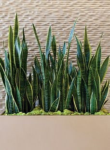 Wall Hanging Decorations, Garden Wall Designs, Sansevieria Plant, Inside Garden, Modern Backyard Landscaping, Plants Wall, Garden Decor Projects, Flower Pots Outdoor, Walled Garden