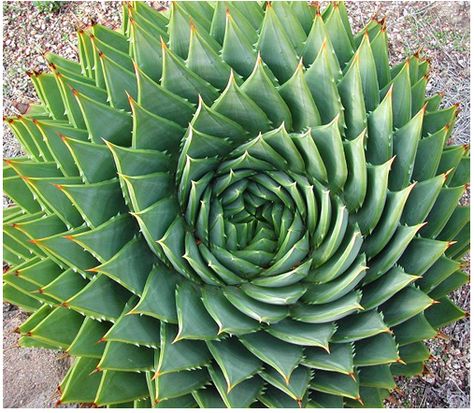 Aloe plant - polyphylla.  Fibonacci spiral Spiral Aloe, Aloe Plants, Orchid Cactus, Cactus Seeds, Stone Plant, Succulent Seeds, Cactus Planta, Rare Seeds, Rare Succulents