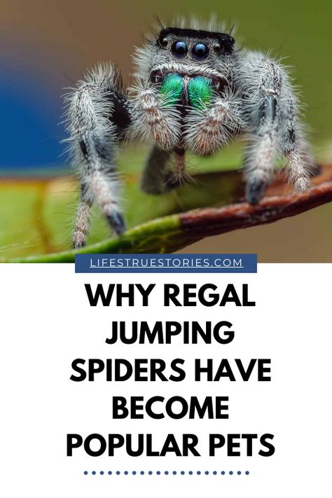 Regal jumping spiders are making waves in the pet world, captivating enthusiasts with their vibrant colors, curious nature, and surprisingly low maintenance needs. But what makes these tiny arachnids so appealing? Let's dive into the world of regal jumping spiders and discover why they've become the latest pet craze. Jumping Spider Care Sheet, Cute Spider, Pet Jumping Spider Habitat, Jumping Spiders, Cute Jumping Spider, White Jumping Spider, Jumping Spiders Pets, Regal Jumping Spider, Jumping Spider Pet