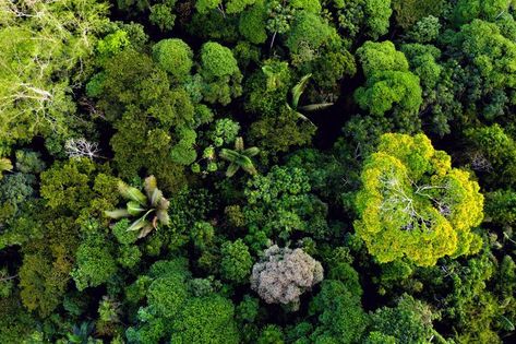 Aerial view of a diverse forest. Bio Diversity, Forest Ecosystem, Amazon Forest, Forest Canopy, Washington University, Water Resources, Tropical Forest, Birds Eye View, Aerial Photography