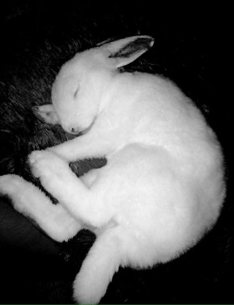 Rabbit Lying Down Drawing, Bunny Curled Up, Bunny Lying Down, Grey Rabbit Aesthetic, Rabbit Lying Down, Bunny Reference Photos, Rabbit Laying Down, Bunny Laying Down, Rabbit Reference Photo