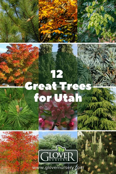 Utah Plants Landscaping, Utah Trees Landscaping, Utah Landscaping Ideas, Utah Plants, Utah Landscape Ideas Backyards, Planting Cedar Trees, Utah Backyard, Utah Native Landscaping, Utah Yard Landscaping Ideas