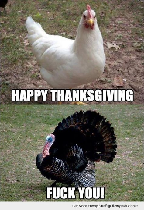 Funny Turkey Pictures, Happy Thanksgiving Memes, Funny Thanksgiving Pictures, Funny Thanksgiving Memes, Thanksgiving Meme, Happy Thanksgiving Funny, Holiday Meme, Thanksgiving Quotes Funny, Thanksgiving Jokes