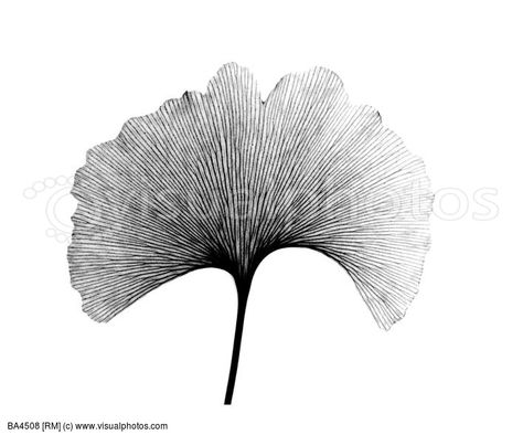 Realism Reference, Blatt Tattoos, Fineliner Drawing, Xray Art, Ginko Biloba, Character Tattoos, Nature Art Prints, Ginkgo Biloba, Ginkgo Leaf