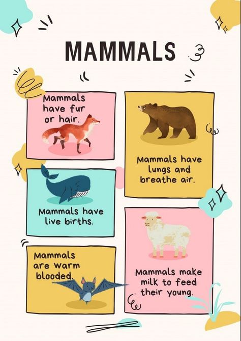 Educational Posters: Fueling Imagination in Curious Minds Mammals For Preschool, Mammals For Kindergarten, Mammals Activities For Preschool, Mammals Preschool Activities, Animal Classification Project, Habitat Posters, Animal Classification For Kids, Mammals Worksheet, Animals Classification