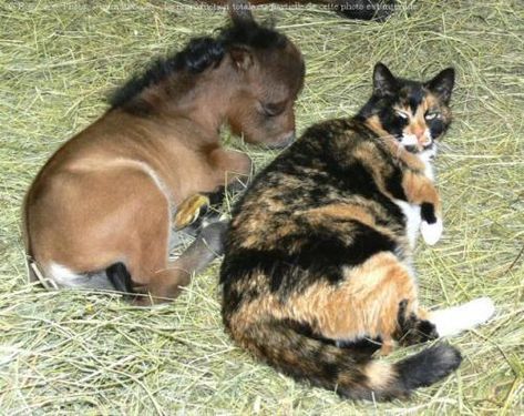 Tiny Horses, Mini Horse, Baby Horses, Animals Friendship, Miniature Horse, Cute Horses, Horse Love, Sweet Animals, A Horse