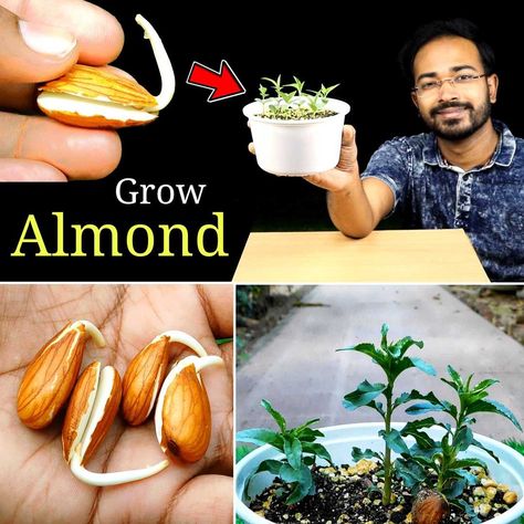 Bonsai Tricks And a Lot More Official - How to Grow Almond Easily at home | DIY Gardening Growing Almonds, Grow Banana Tree, How To Grow Bananas, Bonsai Nursery, Growing Vegetables In Pots, Growing Fruit Trees, Almond Tree, Plant Care Houseplant, At Home Diy