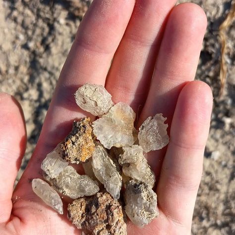 What crystals did I find here?? IT IS....... Gypsum. Ancient relic of a retreating sea. When the sea dries out, gypsum crystals can form, alike salt. #crystals #gypsum #geology #geologyrocks #sedimentology #nature #outdoors Gypsum Crystal, Salt Crystals, Geology Rocks, September 7, Geology, The Sea, Salt, Canning, Crystals