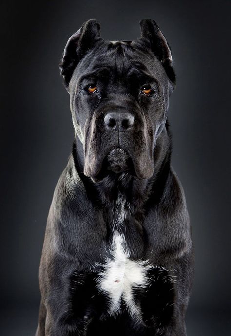 Corso dog, Cane corso dog, Cane corso, Black cane corso, Dogs, Cane corso mastiff - Black Cane Corso Cane Corso Dog Breed » Everything About Cane Corsos - #Corsodog Tough Dog Names, Black Cane Corso, Chien Cane Corso, Cane Corso Dog Breed, Pet Anime, Cane Corso Mastiff, Cane Corsos, Regnul Animal, Cane Corso Puppies