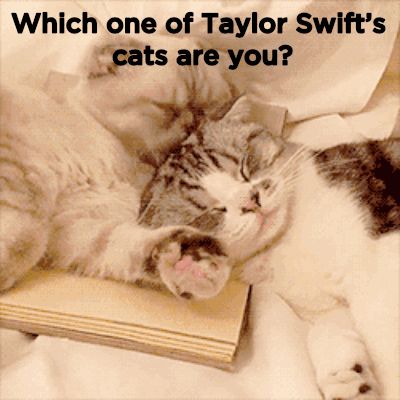 Are You More Like Meredith Or Olivia? Taylor Swift's Cats, Meredith And Olivia, Taylor Swift Cats, Taylor Swift Cat, Taylor Swift Jokes, American Queen, Taylor Swift Cute, Olivia Benson, Pretty Kitty