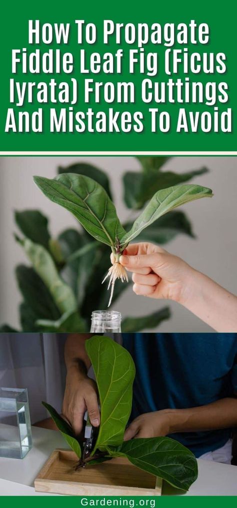 Propagate Fiddle Leaf Fig, Diy Compost, Fiddle Fig, Ficus Lyrata, Plant Diseases, Edible Landscaping, Fig Leaves, Houseplants Indoor, Fiddle Leaf