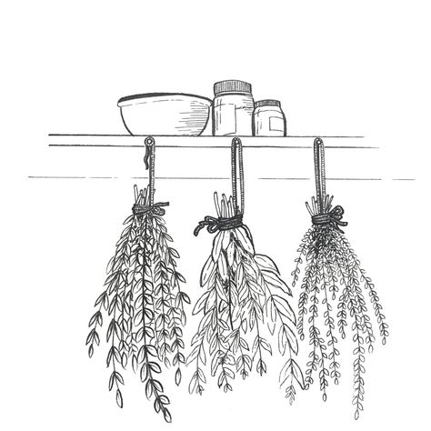 Hanging Herbs Drawing, Dried Herbs Tattoo, Herb Coloring Pages, How To Draw Herbs, Herbs Drawing Simple, Witch Herbs Drawing, Bundle Of Herbs Tattoo, Herb Garden Drawing, Herb Line Drawing