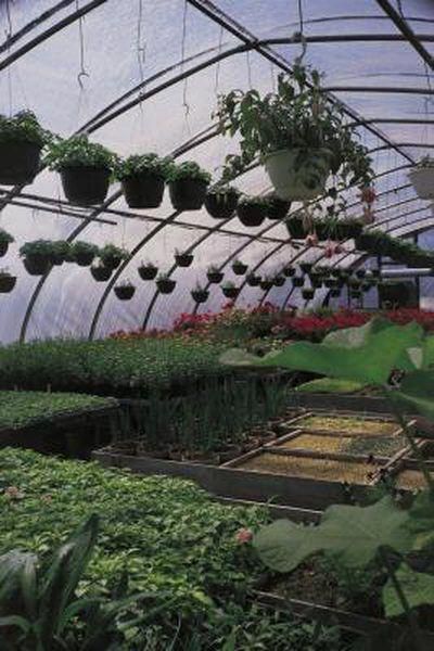 Greenhouse Home, Natural Plant Food, Greenhouse Supplies, Diy Greenhouse Plans, Lean To Greenhouse, Build A Greenhouse, Greenhouse Effect, Wooden Greenhouses, Greenhouse Growing