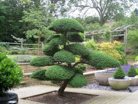 Basics of Japanese Niwaki | Bonsai Tree Gardener Cloud Pruning, Japanese Garden Plants, Camellia Sasanqua, Japanese Garden Decor, Japanese Plants, Japanese Garden Landscape, Architectural Plants, Japanese Tree, Topiary Garden