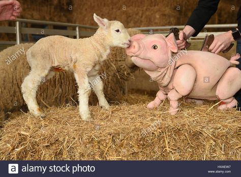 Babe the sheep pig puppet meets real live lambs and piglets down ... Sheep Puppet, Pig Puppet, Charlotte's Web, Hand Puppet, Down On The Farm, The Sheep, Hand Puppets, On The Farm, Art Lesson