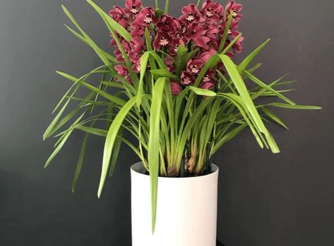 Cymbidium Orchid Care Tips - Pearsons Florist Cymbidium Orchids Care, Orchids Care, Cymbidium Orchid, Cymbidium Orchids, Exotic Fashion, Orchid Care, Care Tips, Florist, Orchids