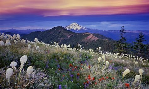 Mike Putnam Landscape Photography | Fine Art landscape Images by Bend, Oregon Photographer, Mike Putnam Oregon Wildflowers, Oregon Mountains, Oregon Landscape, Oregon Photography, Fine Art Landscape Photography, Fine Art Landscape, Photography Courses, Take Better Photos, Nature Photographs