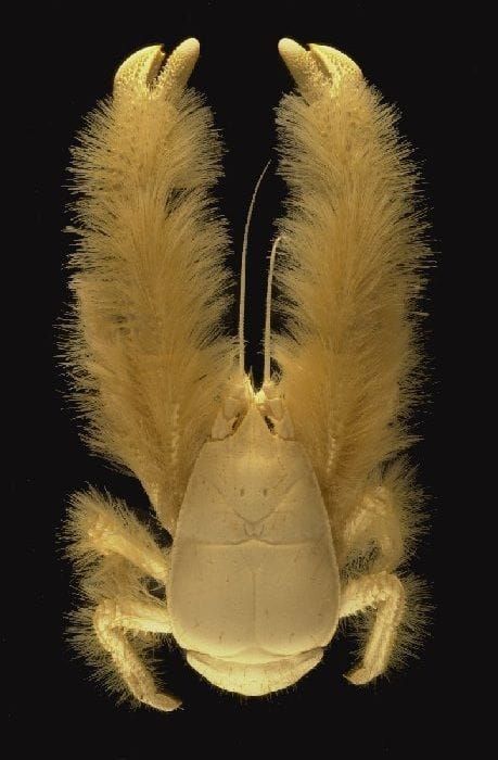 A Yeti Crab. Yeti Crab, Molluscs, Water Animals, Aquatic Animals, Crab, Insects, Animals