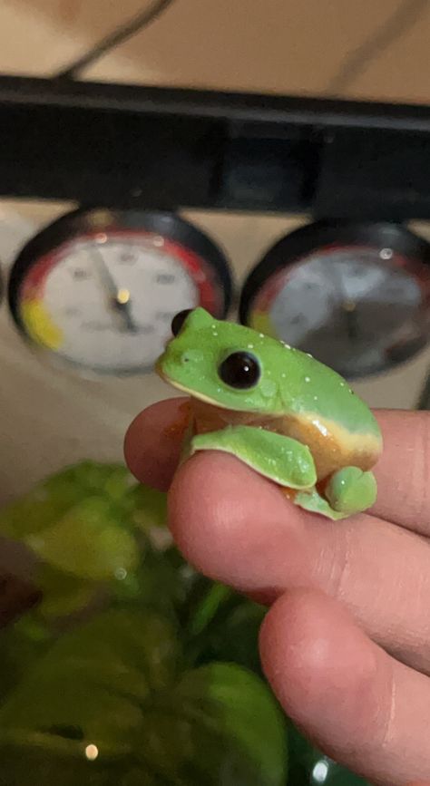 Black Eyed Tree Frog Cute, Black Eyed Tree Frog, Frog Reference, Frog Eyes, Frog Eye, Small Frog, Frog Statues, Frog Pictures, Cute Reptiles