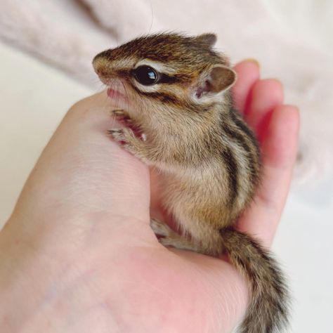 Theodore Chipmunk Aesthetic, Chipmunk Aesthetic, Baby Chipmunk, Cute Hamsters, Adorable Animals, Chipmunks, Cute Animals, Super Cute, Animals