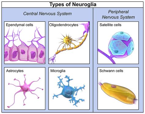 Different types of glial cells and their functions Synaptic Pruning, Nervous System Anatomy, Histology Slides, Glial Cells, Sistem Saraf, Brain Mapping, Peripheral Nervous System, Nerve Fiber, High School Biology