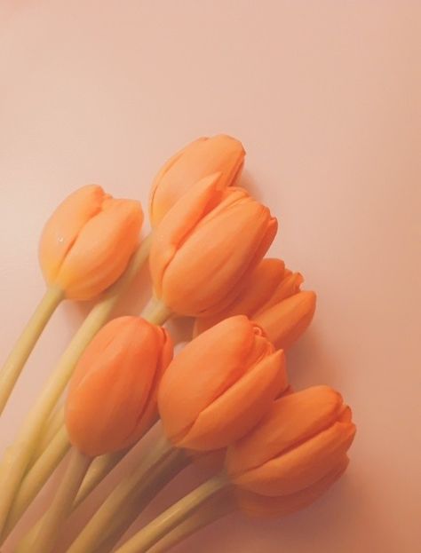 Orange Tulips Aesthetic Wallpaper, Light Orange Aesthetic Vintage, Luvsoft Orange, Pale Orange Aesthetic, Orange Tulips Bouquet, Orange Light Aesthetic, Orange Pastel Aesthetic, Light Orange Aesthetic, Pastel Orange Aesthetic