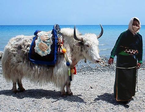 Yak - this handsome Himalayan bovine is more than useful as a pack animal, it gives milk, has thick, warm wool and even the dung can be used for fuel. Railway Construction, Rare Albino Animals, Pack Animal, Sea Of Stars, Mom Thoughts, Train Tour, Cow Pictures, Animal References, China Painting