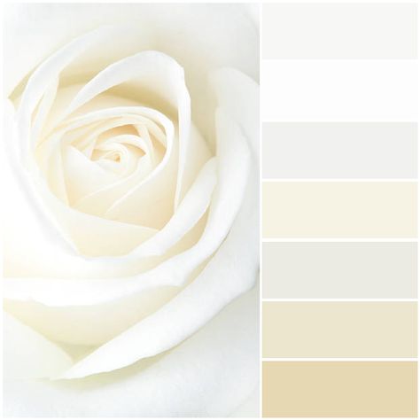 White Rose Color Palette, Gold White Color Palette, White Cream Color Palette, White Gold Palette, Champagne Color Palette, Color Palette White, White Color Palette, Ivory Palette, Ivory Color Palette