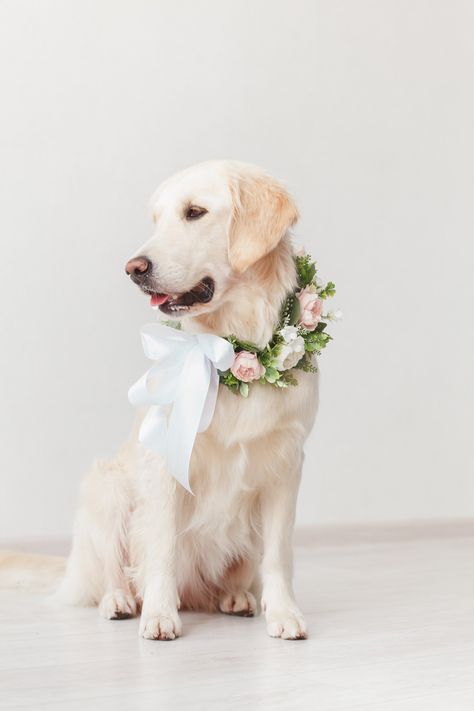 Dog Wedding Flowers Collar, Flower Dog Wedding Collar, Wedding Involving Dogs, Floral Dog Collar Wedding, Dog Flowers Wedding, Dog Floral Collar Wedding, Dog Outfits For Wedding, Flower Dog Wedding, Wedding Pictures With Dogs