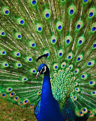 What she does is when she sees a male Peacock and he looks delicious and worthy of her precious time, she will strut her feathery self over and holla at him real quick. Peacock Colors, Coloring Inspiration, Peacock Art, Peacock Bird, Tail Feathers, Peacock Feathers, Pretty Birds, Colorful Birds, Peacocks