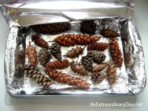 How To Make Pine Cones Open Up, How To Open Pinecones, Drying Pinecones In Oven, Baking Pinecones How Long To, How To Dry Pinecones In Oven, Christmas Primitive Crafts, Pinecone Crafts, Fir Cones, Pine Cone Art