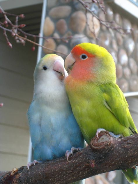 Birds Images, African Lovebirds, Wild Birds Photography, Cutest Animals On Earth, Spring Love, Funny Parrots, Parakeets, Funny Birds, Nature Birds