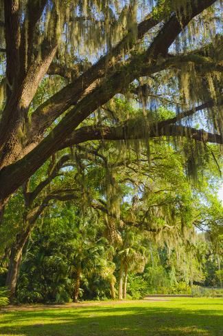 size: 12x8in Photographic Print: USA, Florida. Tropical garden with palm trees and living oak covered in Spanish moss. by Anna Miller : Garden With Palm Trees, Spanish Moss Trees, Anna Miller, Usa Florida, Spanish Moss, Down South, Pretty House, Tropical Garden, Florida Beaches