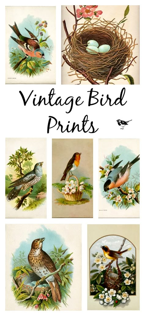 Bird Pictures Art Free Printables, Birding Journal Ideas, Free Printable Birds Prints, Vintage Bird Pictures, Vintage Bird Prints, Botanical Prints Free, Bird Printables, Vintage Bird Illustration, Spring Printables