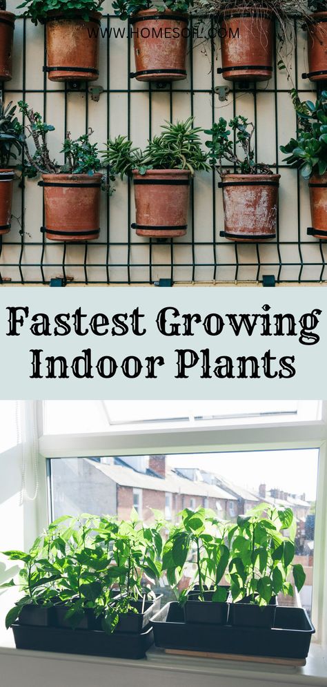 Fastest growing indoor plants Garden Tips And Tricks, Fast Growing Plants, Good For The Soul, Plants Indoor, Garden Tips, Fast Growing, Growing Plants, Staging, Indoor Plants