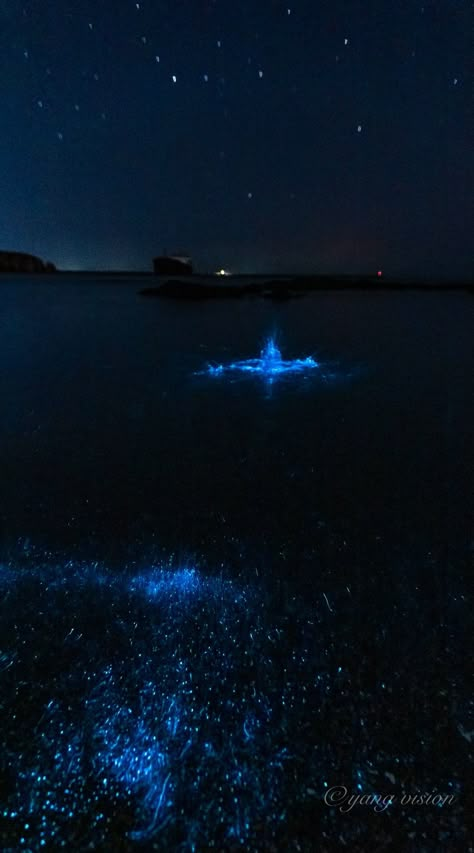 Glowing Beaches, Bio Luminescence, Blue Luminescence, Bioluminescent Algae, Puerto Rico Trip, Light Shoot, Ocean At Night, Sea Of Stars, Ocean Girl