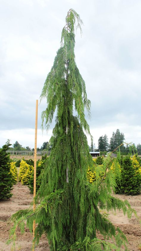 Weeping Cedar Landscaping, Cedar Landscaping, Weeping Alaskan Cedar, Weeping Cedar, Creeping Myrtle, Shade Annuals, Giant Arborvitae, Yellow Cedar, Conifers Garden