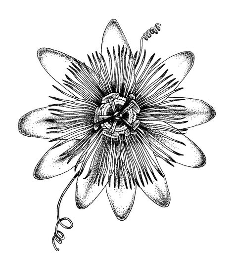 Passion Flower by Shawks Passion Flower Botanical Illustration, Passion Flower Tattoo Design, Passion Fruit Flower Drawing, Passion Flower Tattoo Black And White, Passionfruit Flower Tattoo, Passion Fruit Flower Tattoo, Passion Flower Drawing, Passionflower Tattoo, Passion Flower Tattoo