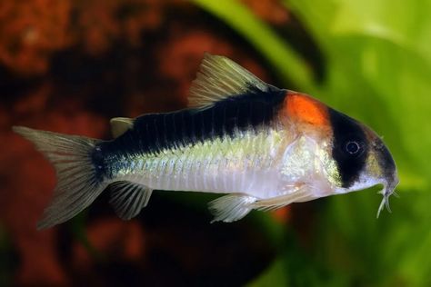 Corydoras Fish, Pygmy Cory Catfish, Corydoras Catfish, Aquarium Catfish, Cory Catfish, Frontosa Cichlids, South American Cichlids, Monster Fishing, Tropical Fish Aquarium