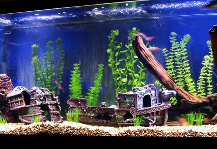 sunken ship Freshwater Fish Tank, 75 Gallon Aquarium, Sunken Ship, Fish Tank Themes, Cool Fish Tanks, Fish Tank Design, Fresh Water Fish Tank, Tank Stand, Cool Fish