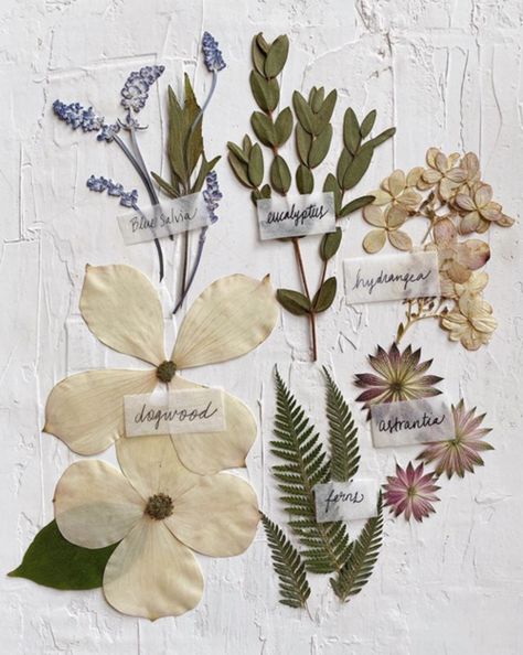 September + October 2020 Recap — Framed Florals Floral Preservation, Art Appliqué, Illustration Photo, Wedding Flower Inspiration, Pressed Flower Art, Flower Therapy, Dried Floral, Modern Flower, Nature Journal