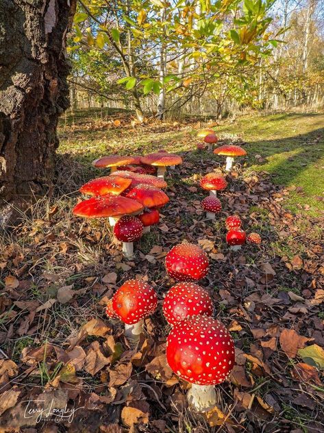 Mythical Mushrooms, Field Of Mushrooms, Pretty Mushrooms, Mushroom Field, Mushroom Aesthetic, Mushroom Images, Mushroom Plant, Mushroom Pictures, Plant Fungus