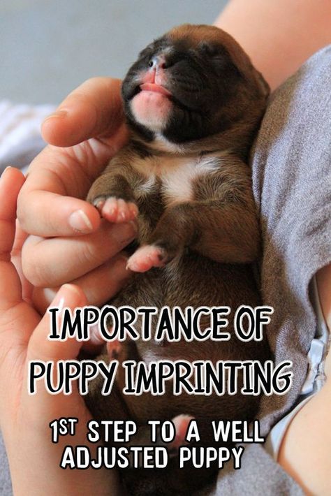 Why Early Puppy Training Is Important - 3 Quarters Today Weaning Puppies, Whelping Puppies, Boxer Dogs Facts, Puppy Training Schedule, Socializing Dogs, Dog Minding, Newborn Puppies, Easiest Dogs To Train, Boxer Puppy