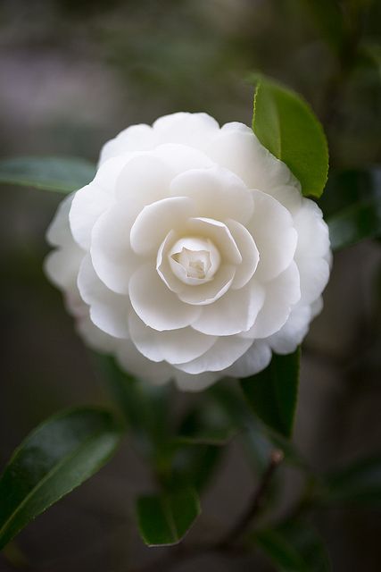 camellia نباتات منزلية, Moon Garden, Colorful Roses, White Gardens, Ranunculus, Flower Beauty, Beautiful Blooms, Dream Garden, White Flower