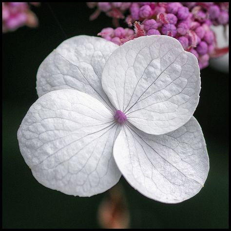 hydrangea flower petal | Flickr - Photo Sharing! Hydrangea Petals, Hydrangea Reference, Incredible Hydrangea, Hydrangea Macrophylla White, Hydrangea Macrophylla, Hydrangea Flower, Garden Spaces, Beautiful Blooms, Flower Petals