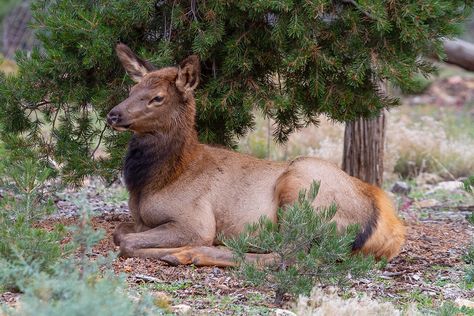 https://flic.kr/p/2ku7BWu | Resting Elk | Resting Elk Grand Canyon National Park Arizona Female Elk, Cow Elk, Elk Photo, Elk Photography, America Photography, Fine Art America Photography, Deer Family, Grand Canyon National Park, Wildlife Art