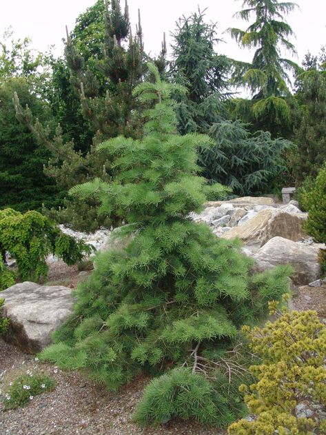 Abies concolor 'Gable's Weeping' Shade Annuals, Weeping Trees, White Fir, Living Garden, Evergreen Garden, Japanese Maples, More Flexible, Garden Sculptures, Grasses Landscaping